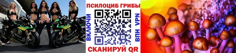 Псилоцибиновые грибы Psilocybe  как найти наркотики  Новоалтайск 
